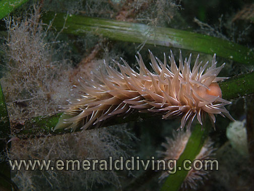 Shaggy Mouse Nudibranch Shaggy Mouse Nudibranch